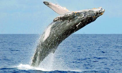 Whale Watching Season Until End of March