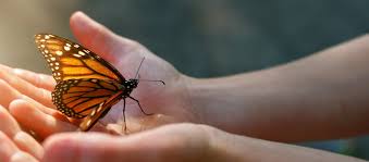 Monarchs & More: An Interactive Butterfly Exhibit