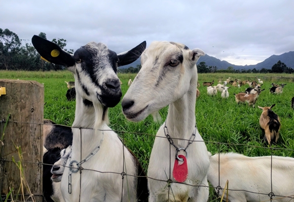 Best Farm Goat Experience on Oahu