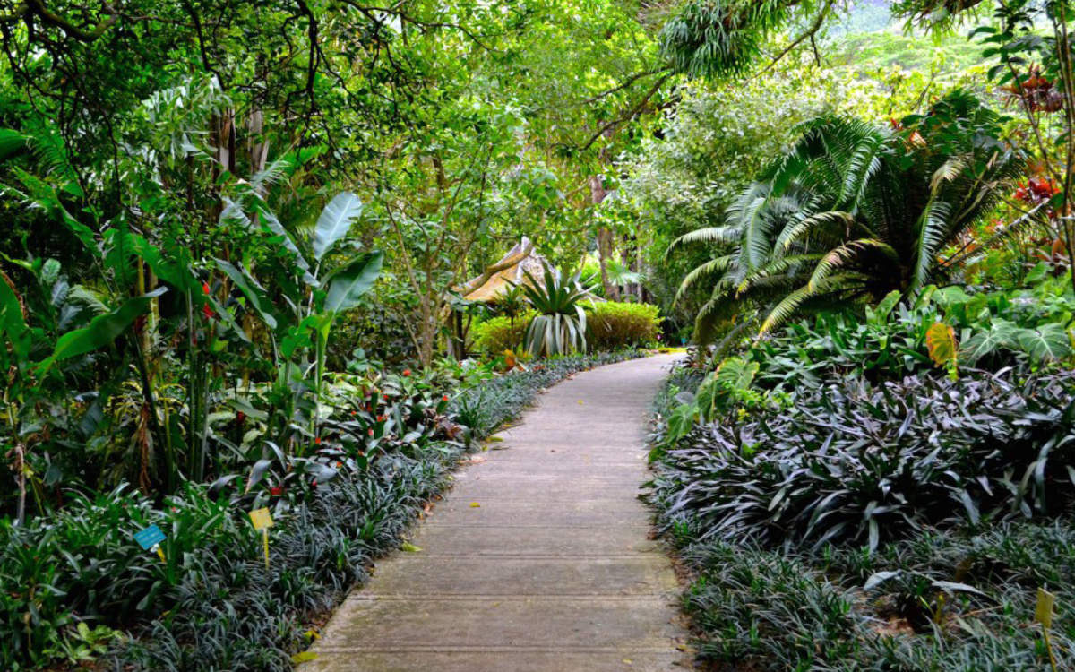Lyon Arboretum – Oahu’s Best Public Botanical Garden