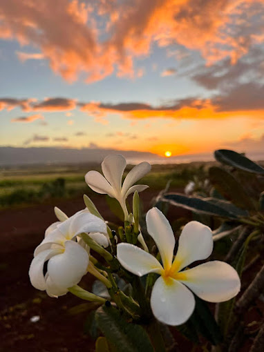 Little Plumeria Farms Named America’s Best New Attraction