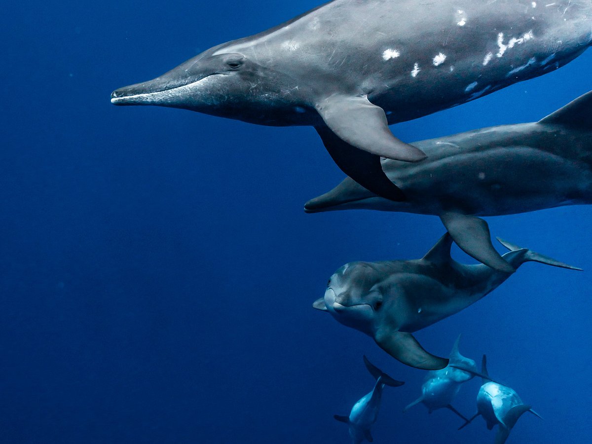 Snorkel with Wild Dolphins